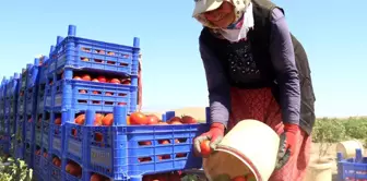 Domateste yüksek verim tezgahtaki fiyatı düşürmedi...'Tarlada 2 liraya çıkan domatesi marketten 10 liraya yiyoruz'