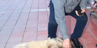 Boynuna ip takılarak sokak köpeklerini toplayan belediye personeline ceza kesildi