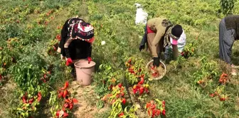 Yenice'de meşhur kapya biberi hasadı başladı