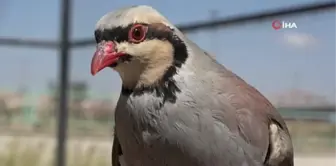 Av yasağında alınan önlemler kekliklerin popülasyonunu arttırdı