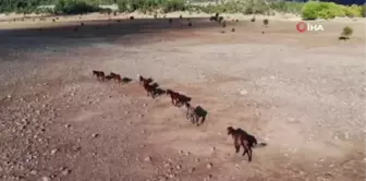 Yangından etkilenen Antalya'nın vahşi güzelliği 'Yılkı Atları' yaşam alanlarına geri döndü