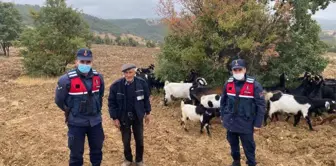 Uşak'ta çiftçinin kaybettiği keçi sürüsünü, jandarma buldu