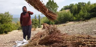 Osmaniye'de susam hasadı başladı