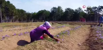 Uluslararası öğrenciler 'Safran Çiçeği' hasadı yaptı