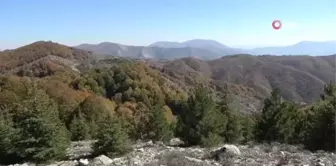 Renk cümbüşüyle mest eden bürünen Dumanlı Yaylası, doğaseverlerin vazgeçilmezi oldu