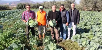 Türkiye'nin kışlık sebzesi Salihli Ovası'ndan