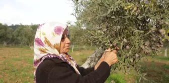 7. Milas Zeytin Hasat Şenliği başladı