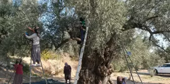 Zeytin hasadı başladı