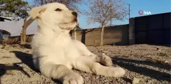 Ölmek üzereyken bulunan yavru köpekler, Özdemir ailesinin neşe kaynağı oldu