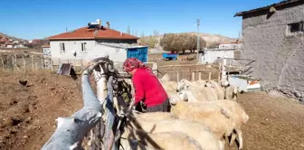 Büyükkılıç'ın projesi ile koyun sayısı arttı, meralar şenlendi