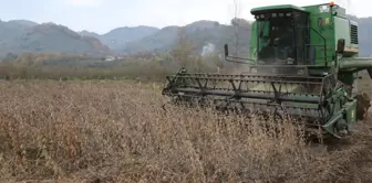 Son dakika haber! Ordu'da atıl arazi soya fasulyesi ekilerek tarıma kazandırıldı