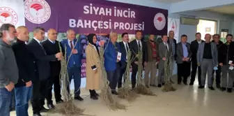 Mudanya'da siyah incir bahçesi projesi başladı