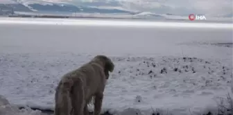 Ardahan'da beyaz güzellik