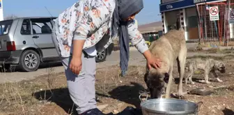 Sokak hayvanlarının bakımları için günlük 40 kilometre yol gidiyor