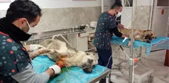 TAVUKLARINI YEDİĞİNİ İDDİA ETTİĞİ 2 KÖPEĞİ TÜFEKLE VURULDU