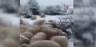 Karda yayılan koyunlar ilginç görüntüler oluşturdu