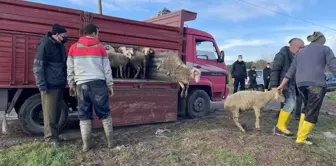 KIRKLARELİ - Taşkında koyunları telef olan besiciye devlet yardım elini uzattı