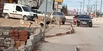 Seyitgazi'de köpek dehşeti