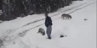 Hayvanlara yem vermeye gittiler, mahsur kaldılar