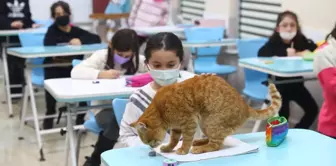 Soğuktan kurtarılan kedi Bilgi Evi'nin maskotu oldu