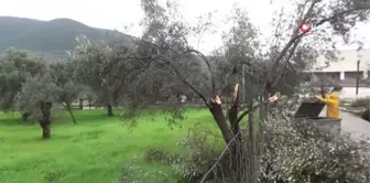 Bodrum'da zeytin ağaçlarını hortum vurdu