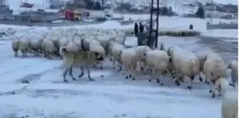 Sivas'ta 594 yerleşim yerine ulaşım sağlanamıyor (4)