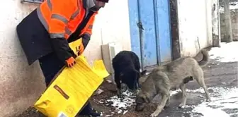 Bandırma Belediyesi sokak hayvanlarını unutmadı