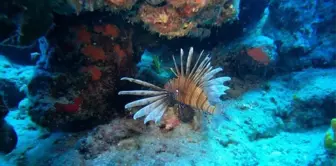 Antalya'da deniz suyu soğudu, istilacı balık türleri kıyıyı terk ederek derine çekildi