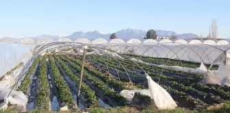 Antalya'da zarar gören seralarda hasar tespit çalışması