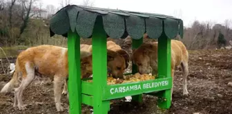 Çarşamba'da yemek artıkları sokak hayvanlarına mama oluyor