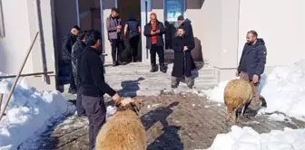 Geçen yıl kuraklık yaşayan çiftçiler, kar çok yağınca 'şükür kurbanı' kesti