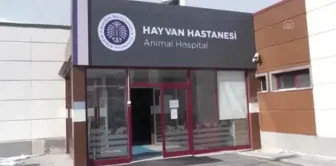 Yeni doğan buzağılar için ağız sütü ve göbek temizliği uyarısı