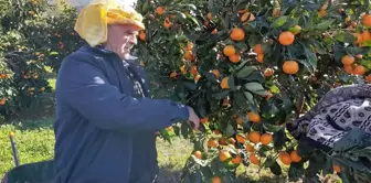 Mandalina üreticisinin işleme tesisi hasreti bitiyor!