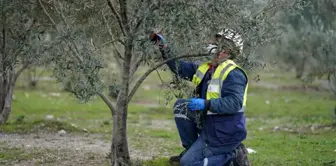 Taşınan zeytin ağaçları meyve vermeye devam ediyor