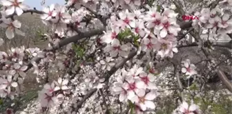 ADIYAMAN'DA, 'BADEM ÇİÇEĞİ FESTİVALİ' DÜZENLENDİ