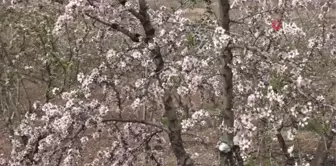 Kahta'da Nemrut Badem Çiçeği Festivali düzenlendi