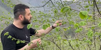 Fındık üretiminde verimi düşüren kozalak akarlarına karşı mücadele uyarısı