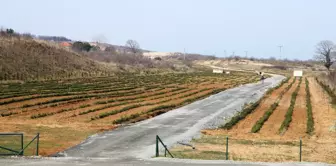 Melen Botanik Vadisi'ne 65 bin yeni fide ekiliyor