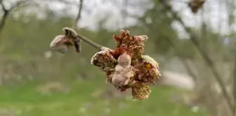 Fındıkta 'kozalak akarı' zararlısıyla mücadele çağrısı