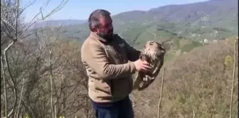 Tedavi edilen puhu kuşu doğal ortamına salındı