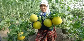 Mersin'de örtü altı kavun hasadı başladı