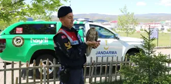 Bingöl'de yaralı şahin tedavi altına alındı