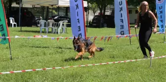 'Uluslararası Köpek Irkları Marmara Cup Yarışması' yapıldı