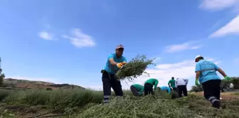 Efeler'in Şifalı Kekikleri Hasat Ediliyor