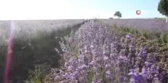 İstanbul'un yanı başındaki Tekirdağ'da mor günler başladı