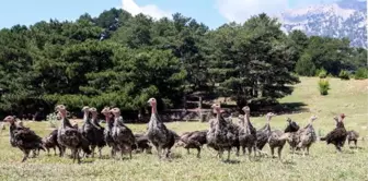 'Hindi ordusu', istilacı çekirgelerin yarısını yok etti