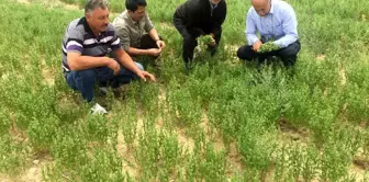 Kulu'da bu yıl mercimek, nohut ve kimyonda yüksek rekolte bekleniyor