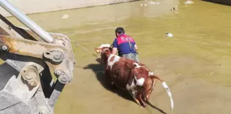 Erzincan'da sulama havuzuna düşen büyükbaş hayvan kurtarıldı