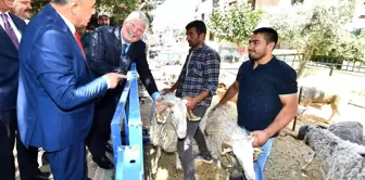 İzmir Büyükşehir Belediyesi'nin Küçükbaş Üreticisine Desteği Sürüyor