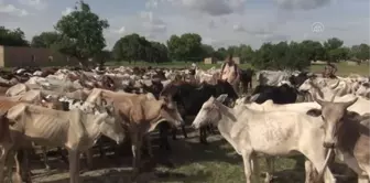 OUAGADOUGOU - Burkina Faso'da 200 bin kişiye kurban eti ulaştırılacak